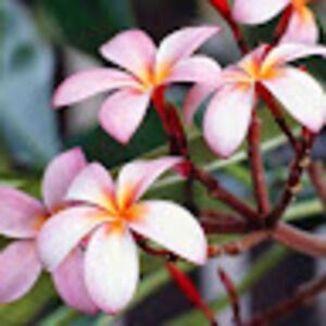 Meet your Posher, Jeannie